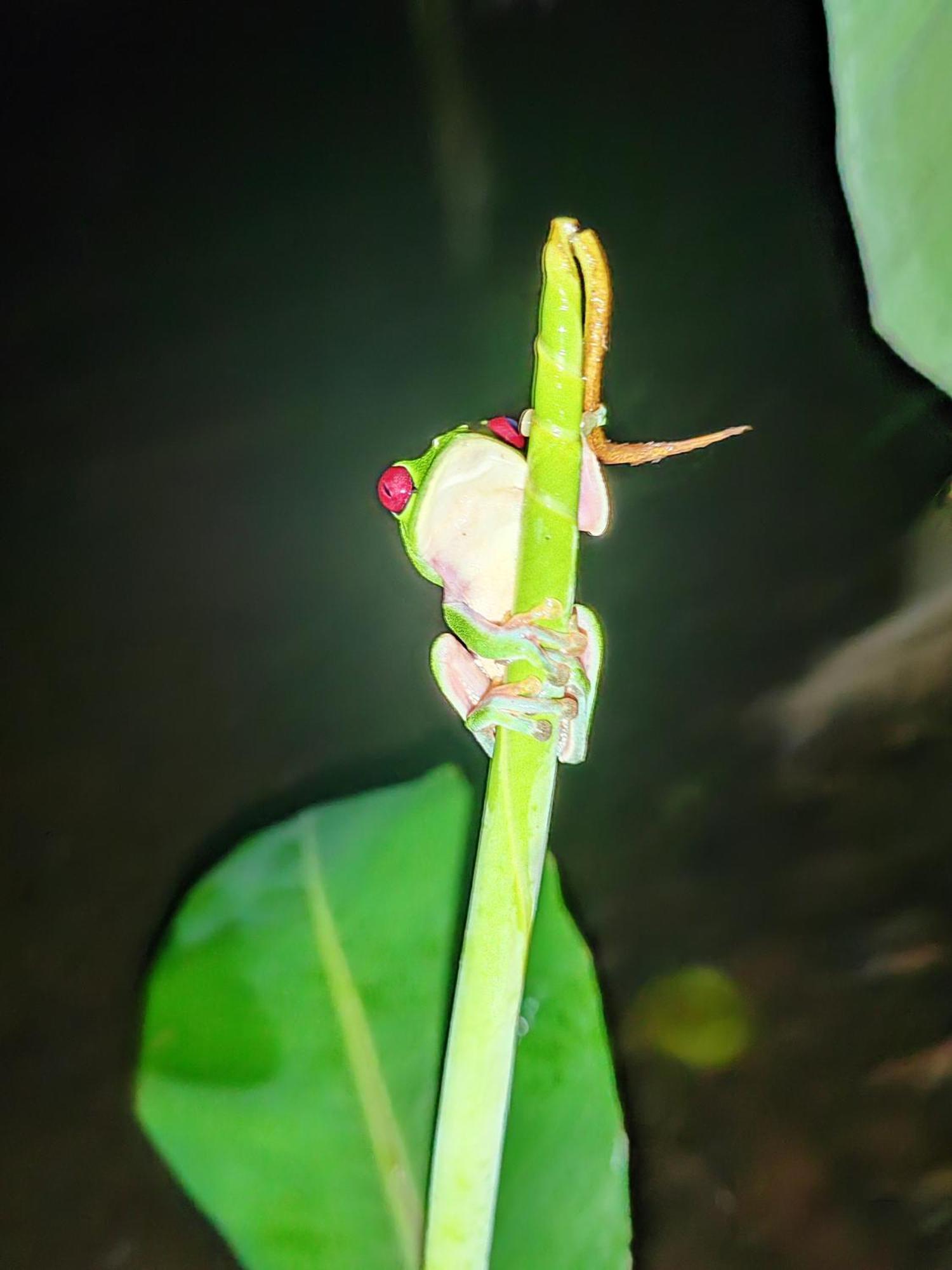 Garden of Heliconias Lodge Drakes Bay Buitenkant foto